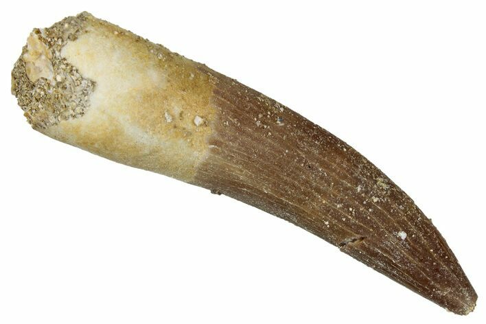 Fossil Plesiosaur (Zarafasaura) Tooth - Morocco #349816